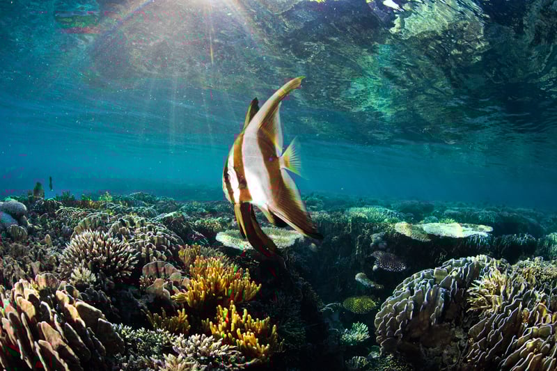 tw-general-dollar1-GP0STOE25