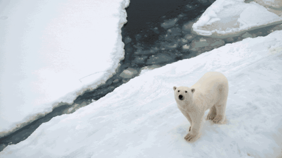 copy_gif