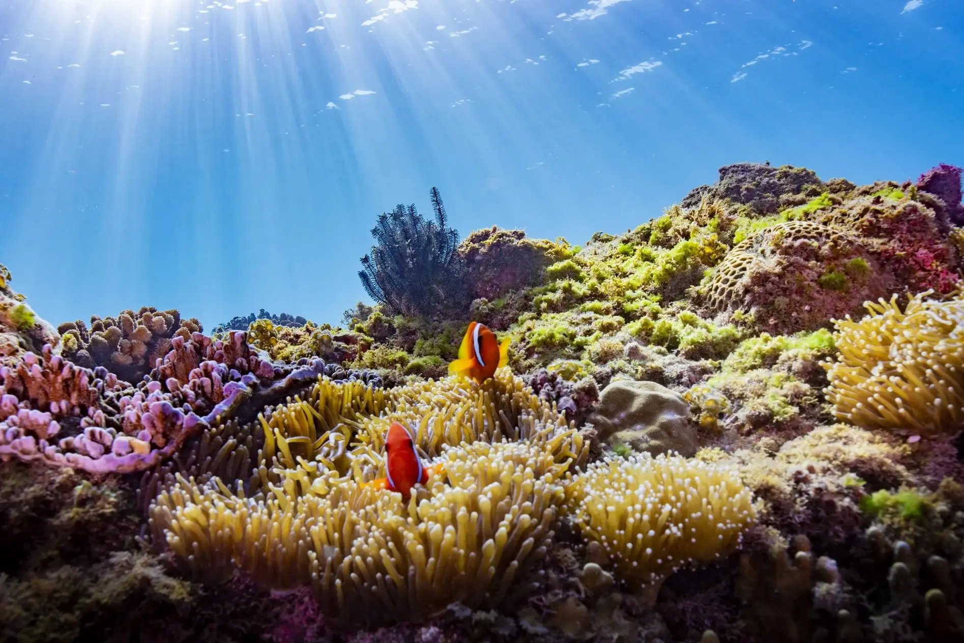 58233232-dsc9488-tw-clown-fish-and-coral-resized