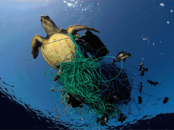 HS - Oceans donations -basic test